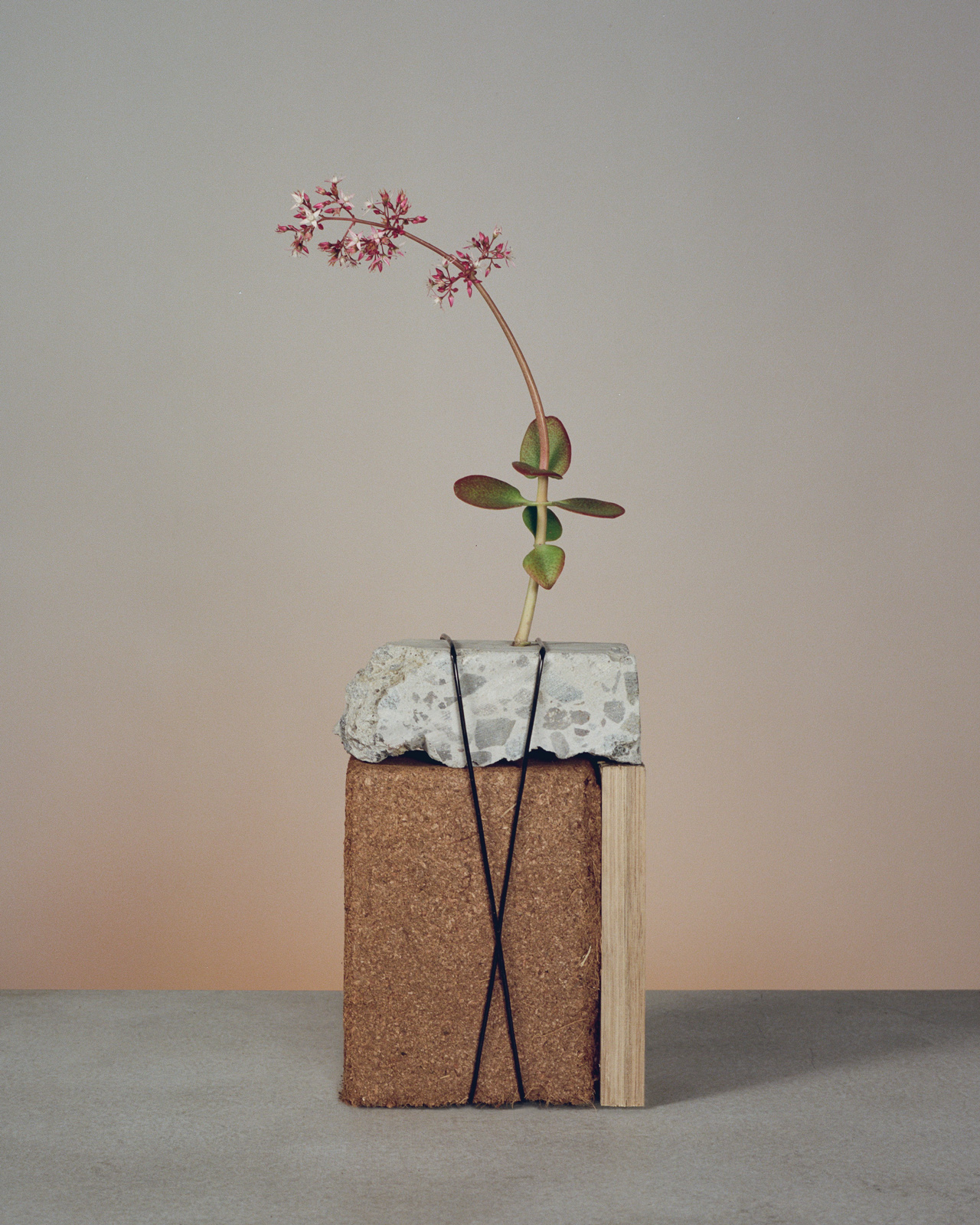 SOUVENIR 169 - WEEDS AND PAVEMENT NO.1