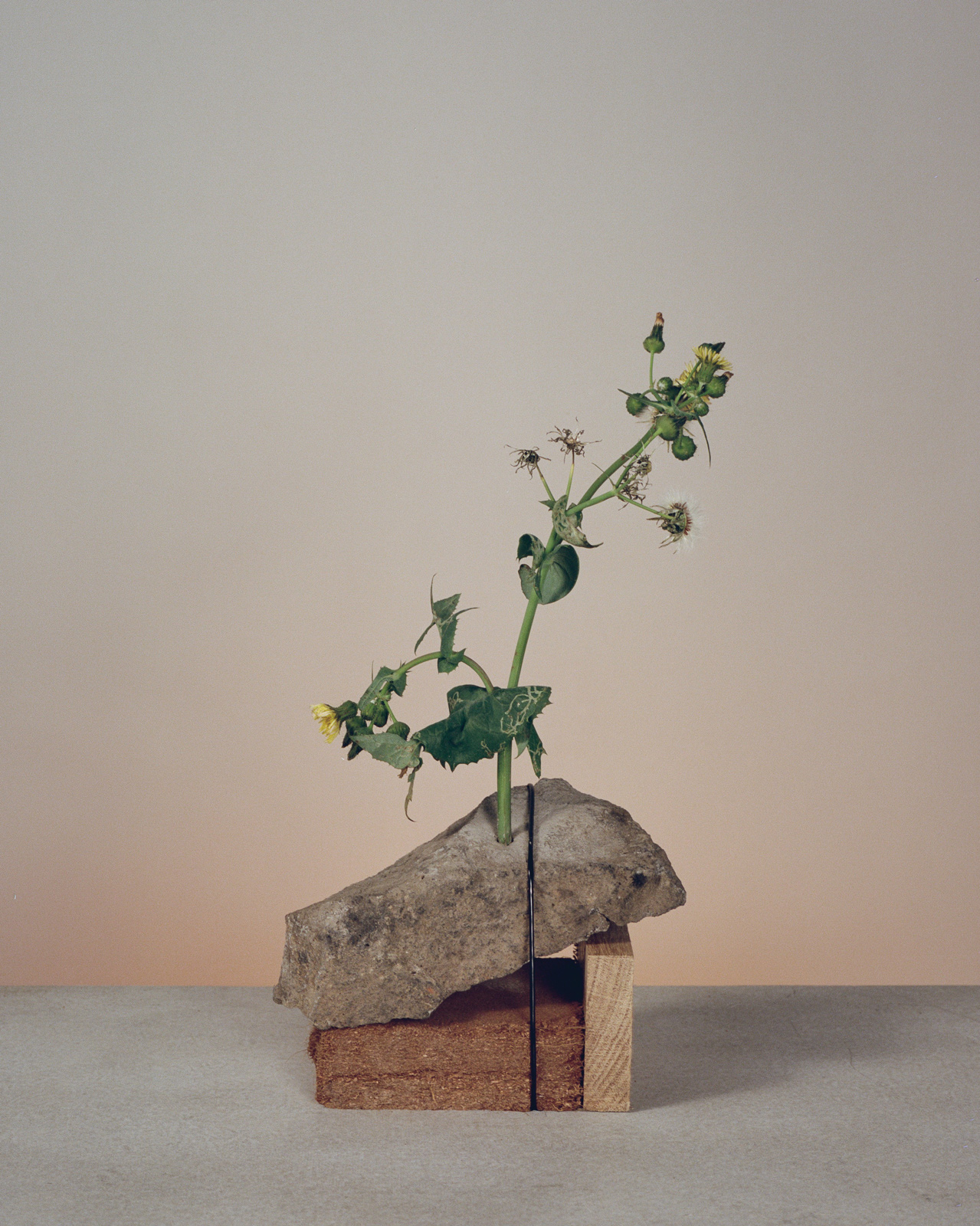 SOUVENIR 172 - WEEDS AND PAVEMENT NO.4